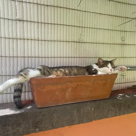 Апартаменты Casa Del Rio Санта-Брихида